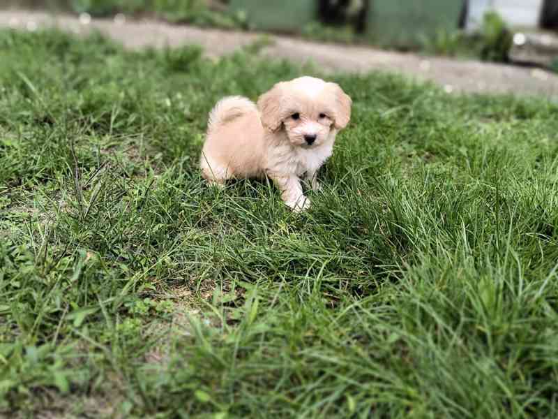 Maltipoo - foto 2