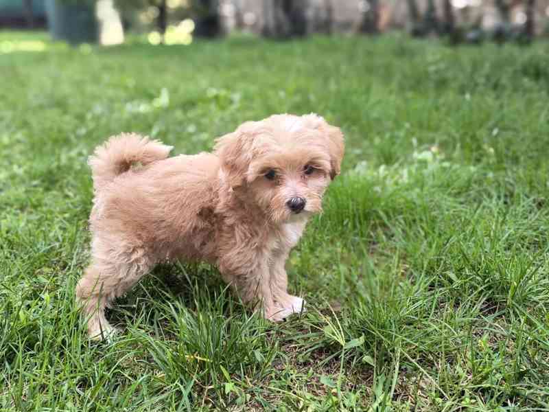 Maltipoo - foto 6