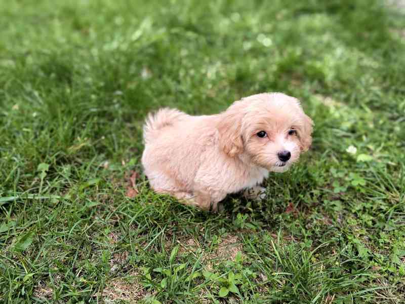 Maltipoo - foto 4