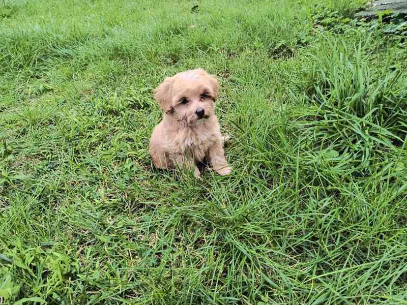 Maltipoo - foto 5