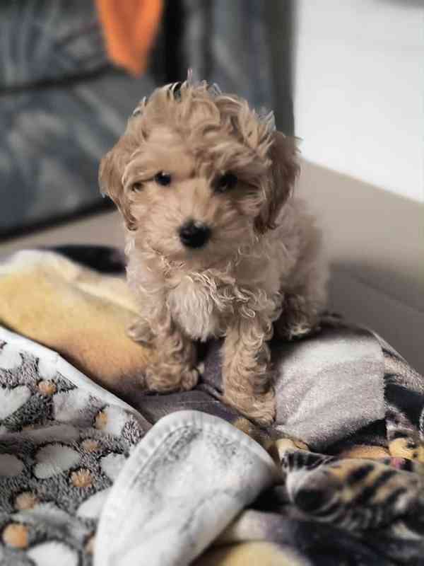Maltipoo - foto 2