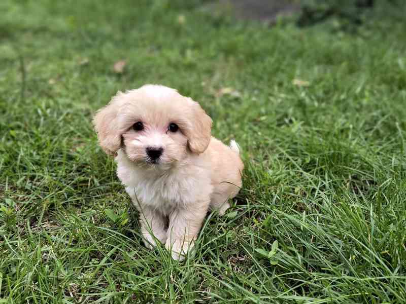 Maltipoo - foto 3