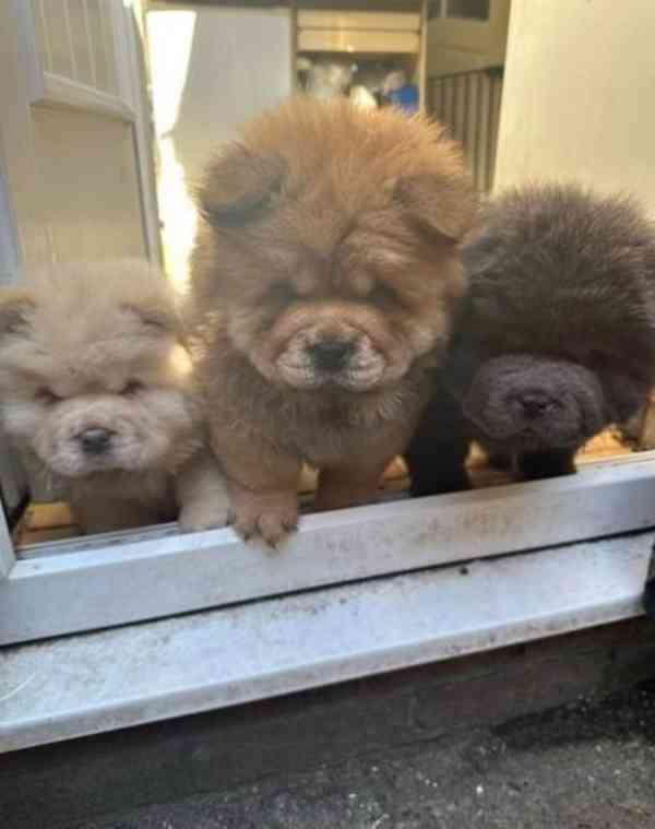 1 vlevo Lilac Platinum KC Chow Pups Rainbow Litter - foto 3