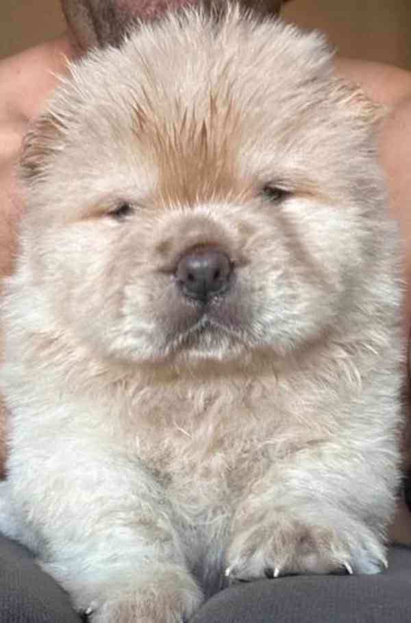 1 vlevo Lilac Platinum KC Chow Pups Rainbow Litter