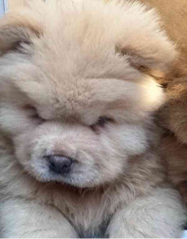 1 vlevo Lilac Platinum KC Chow Pups Rainbow Litter - foto 2