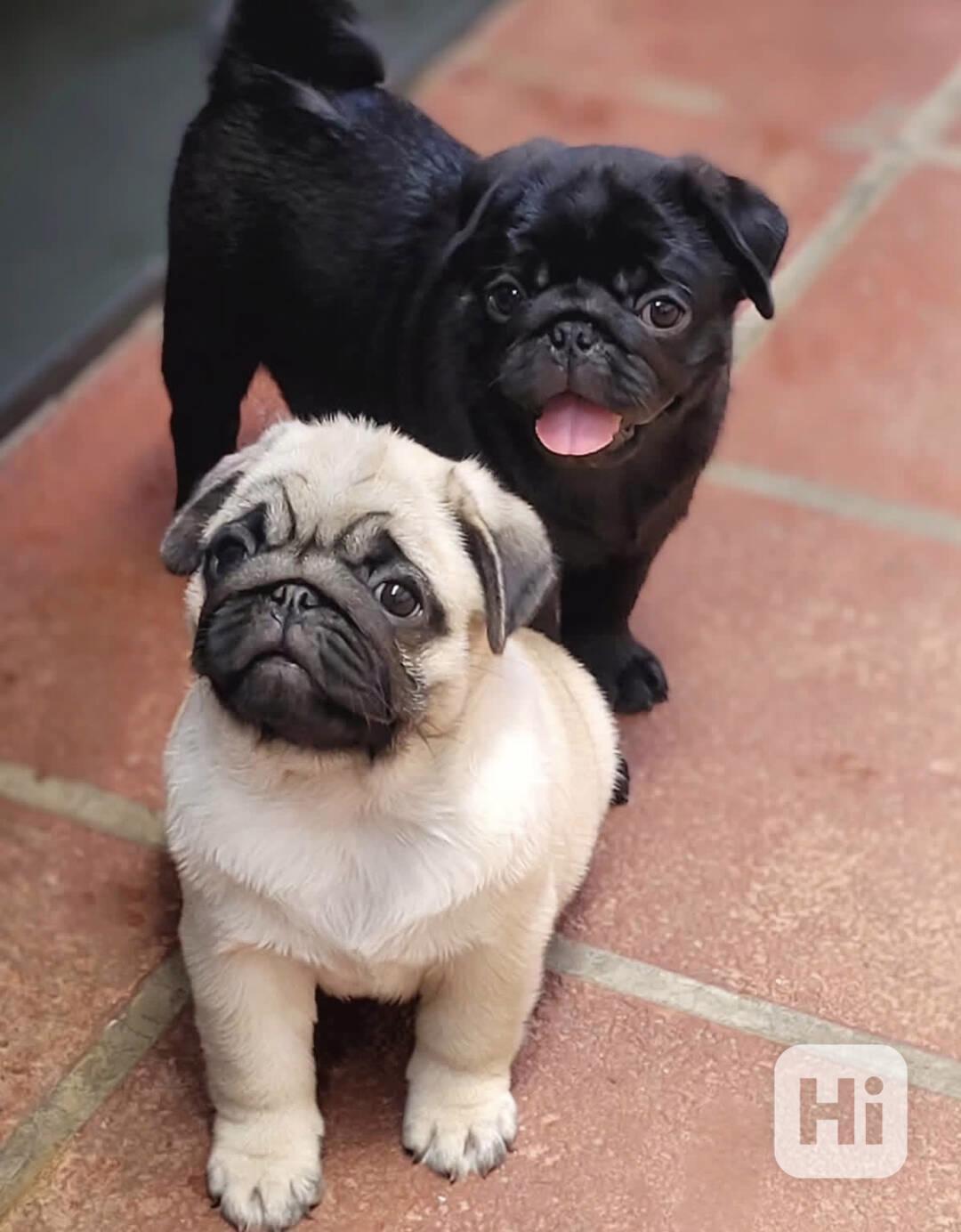  Štěňata mopse – všestranná, přátelská a milující - foto 1