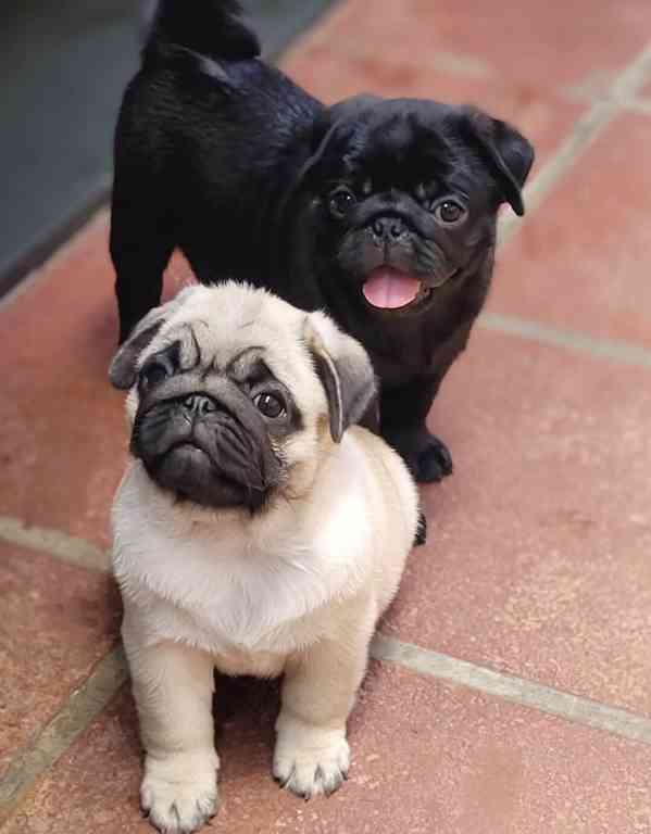  Štěňata mopse – všestranná, přátelská a milující