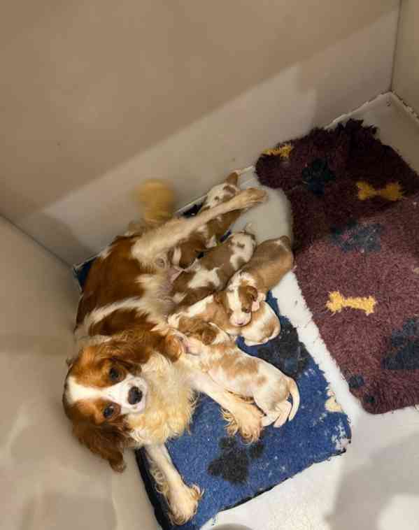 Štěňata Cavalier King Charles s na prodej - foto 7