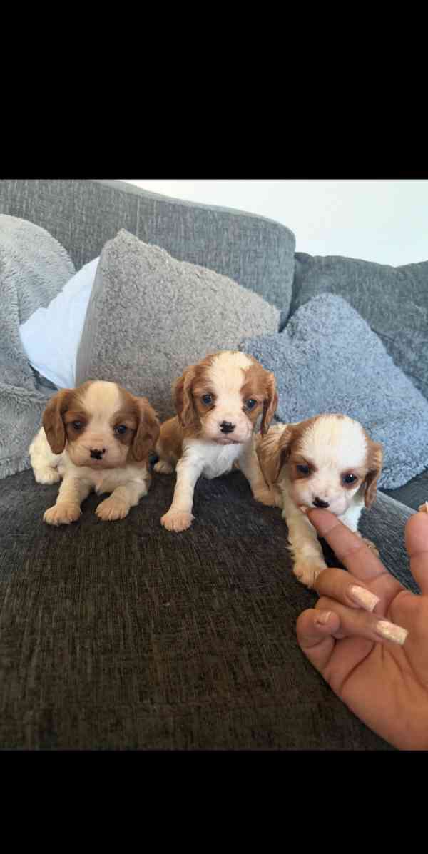 Štěňata Cavalier King Charles s na prodej - foto 6