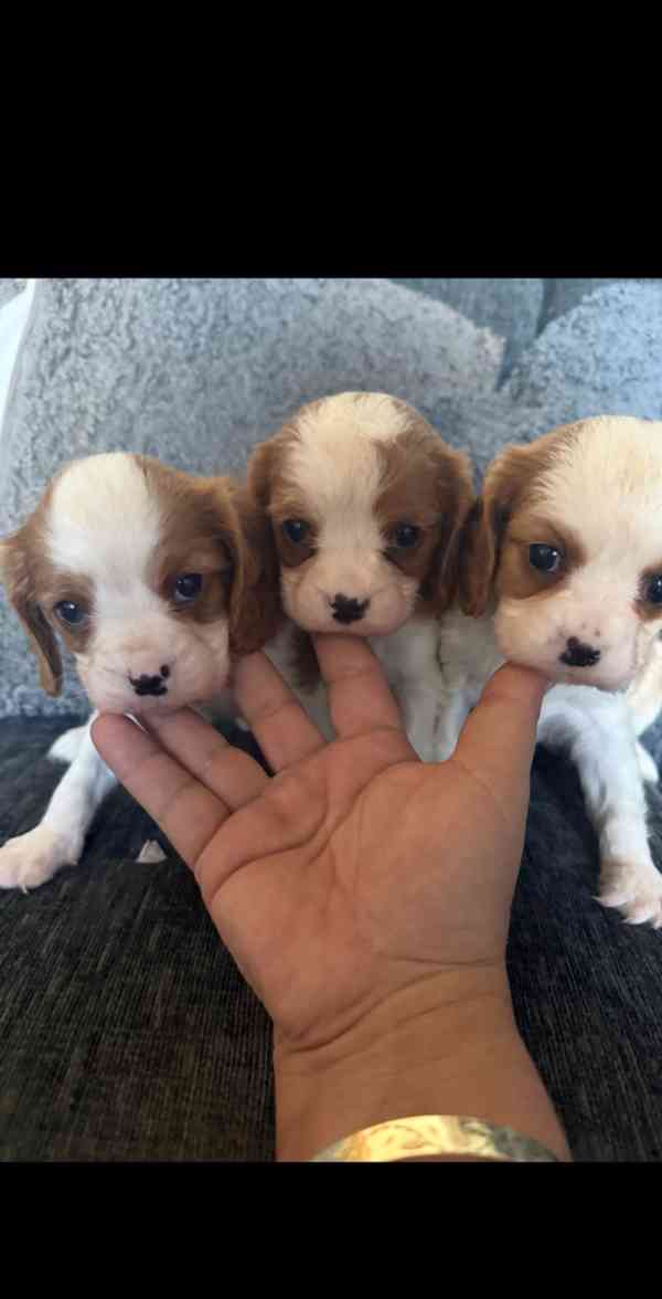 Štěňata Cavalier King Charles s na prodej - foto 5