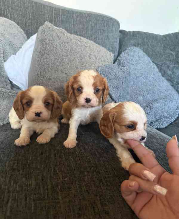 Štěňata Cavalier King Charles s na prodej - foto 4