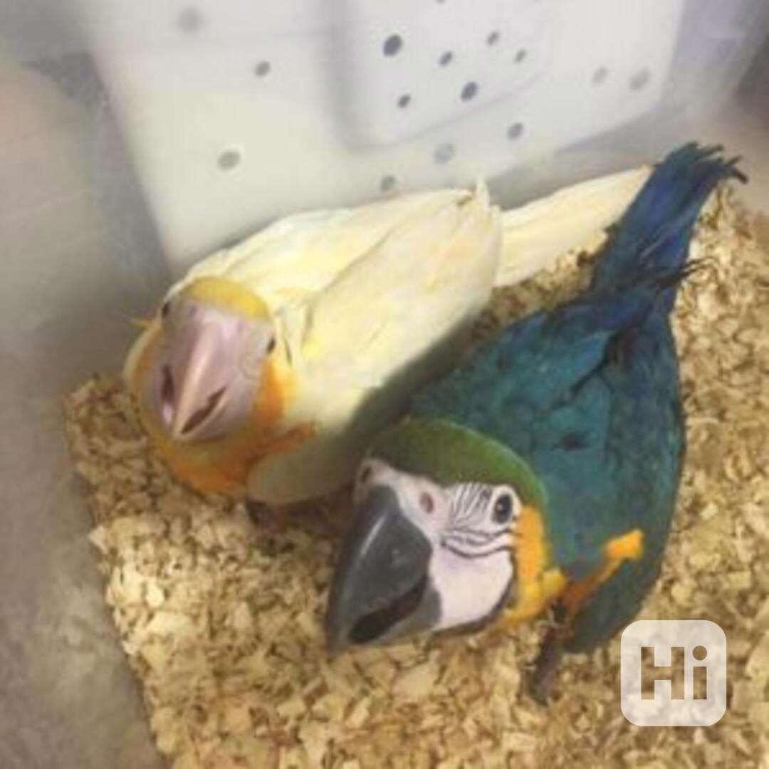 Mláďata modrozlatého ara - foto 1