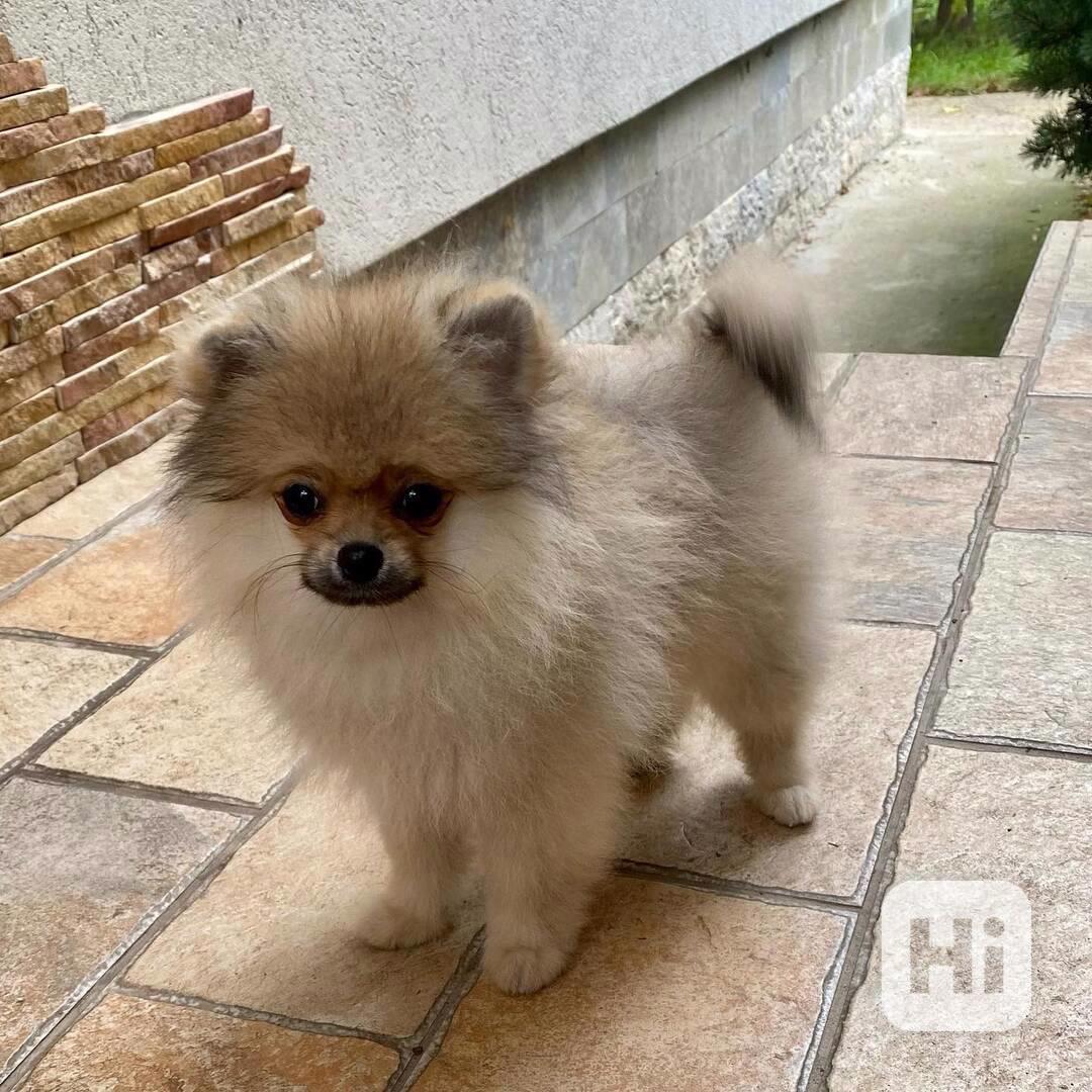 Německý Špic, Pomeranian - foto 1