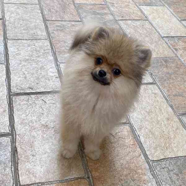 Německý Špic, Pomeranian - foto 3