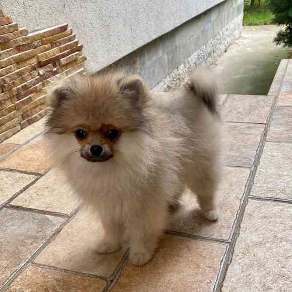 Německý Špic, Pomeranian - foto 1