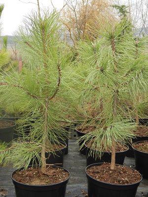 Pinus Jeffreyi - foto 1