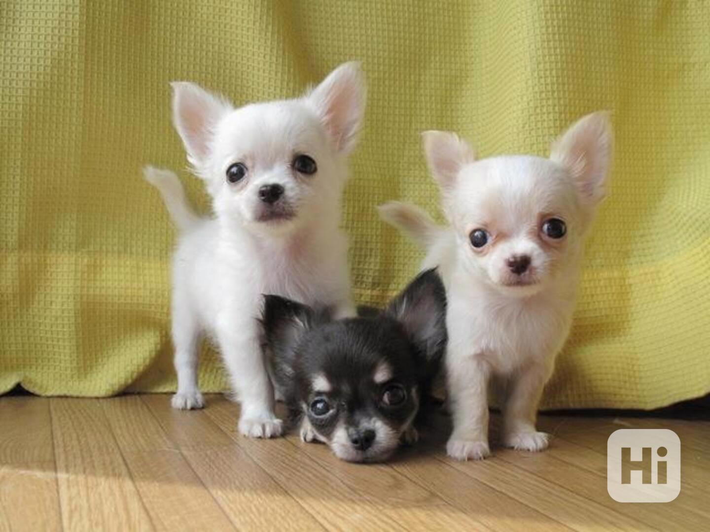 ŠTĚŇATA ČIVAVY K NOVÉMU DOMOVU. - foto 1