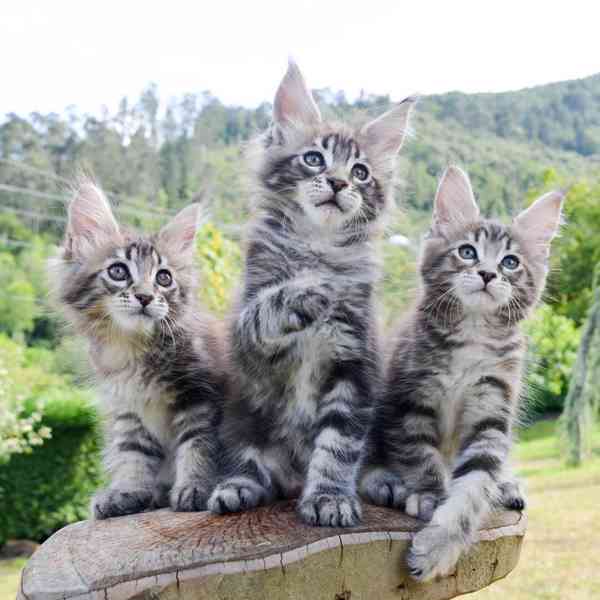 Krásné robustní Mainská mývalí koťata - foto 1