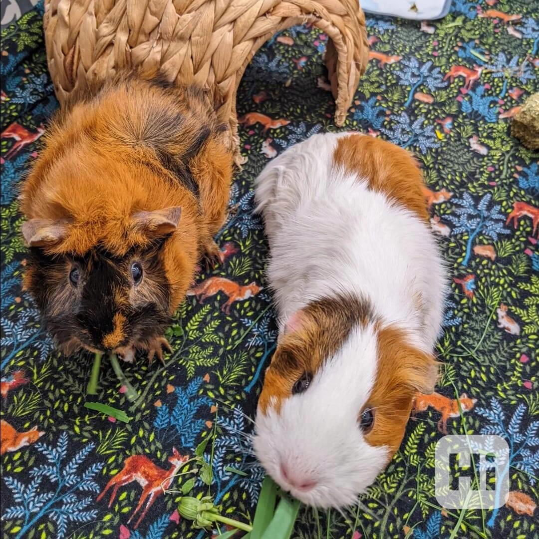 Nejroztomilejší morčata k prodeji - foto 1