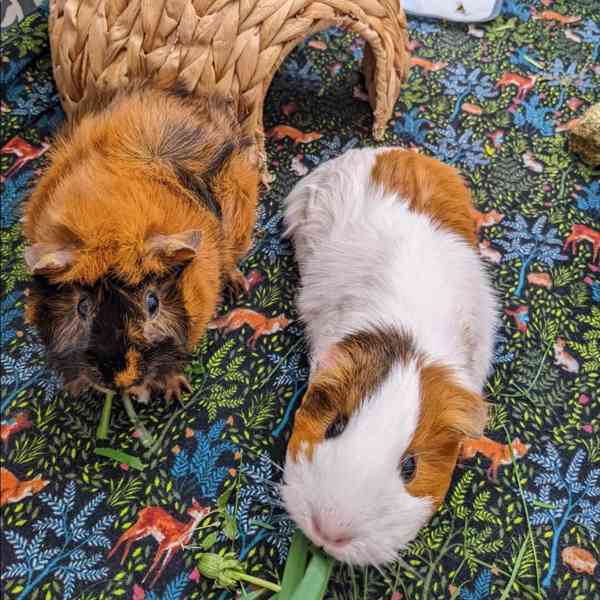 Nejroztomilejší morčata k prodeji