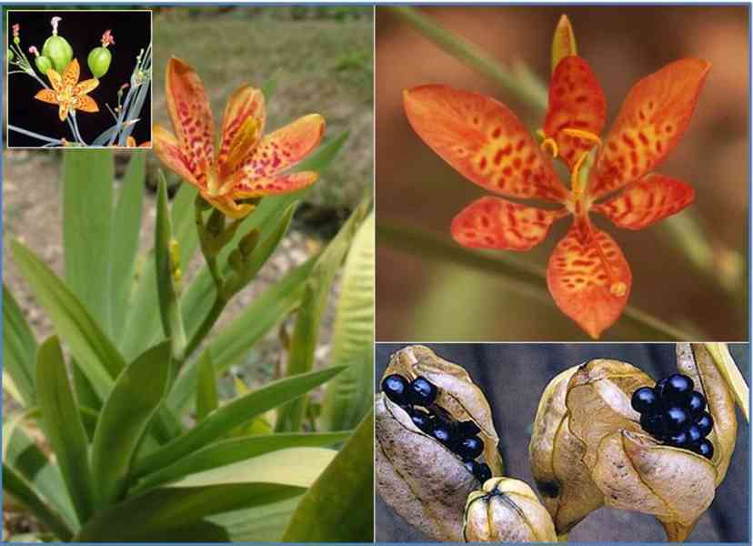 SAZENICE ANGINOVNÍK ČÍNSKÝ - BELAMCANDA CHINENSIS - foto 1