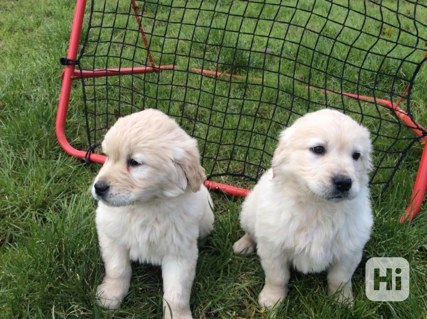 Štěňata zlatého retrívra - foto 1