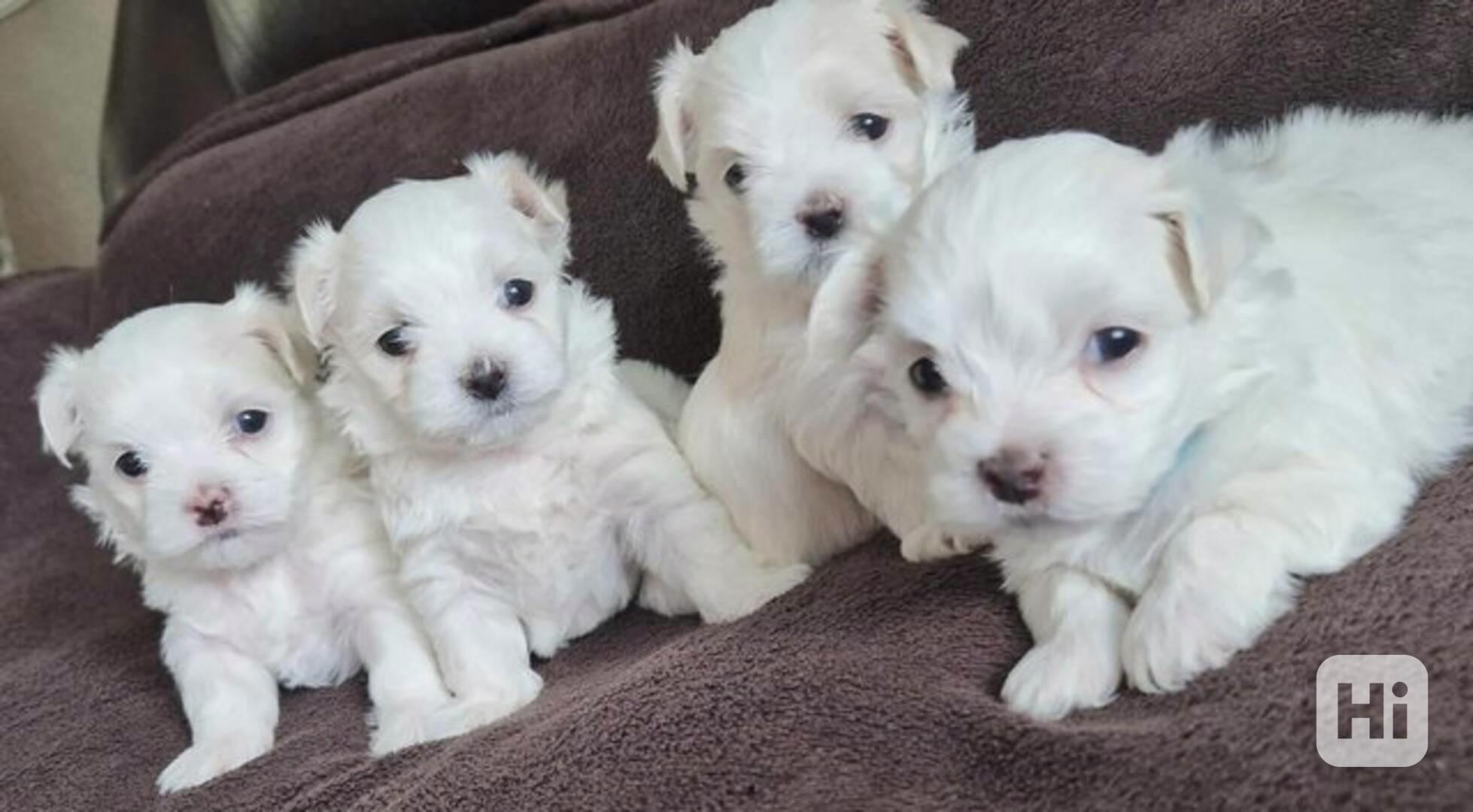 Rozkošná štěňata maltézského psíka pro milující rodinu - foto 1