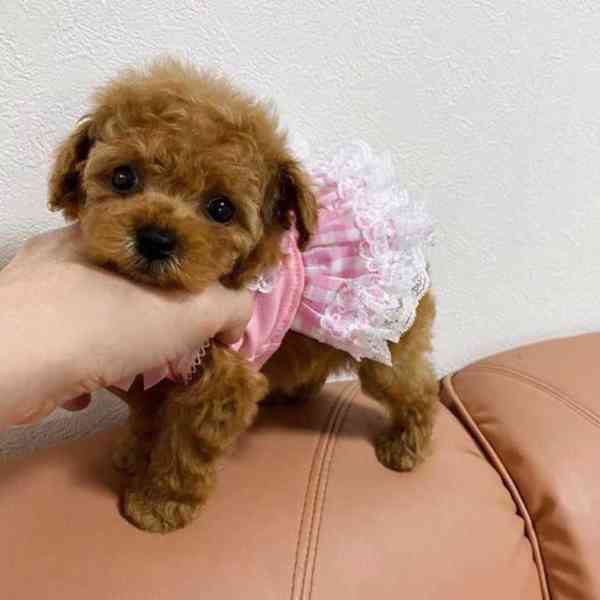 Krásné štěně pudla - foto 1