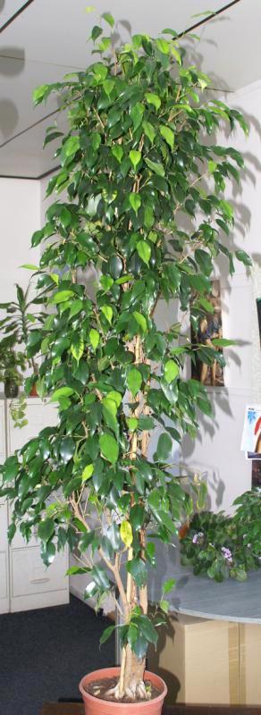 Ficus benjamina 1,8 m, krásný živý fikus zelený - levně - foto 1