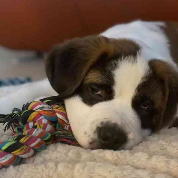 Štěně bernardina potřebuje nový domov - foto 2