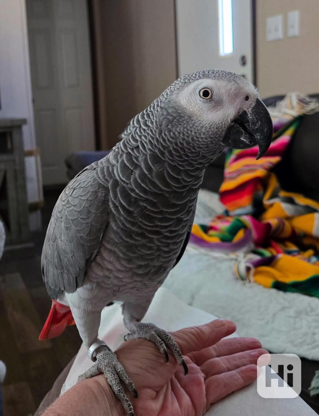 Prodám papouška šedého. - foto 1