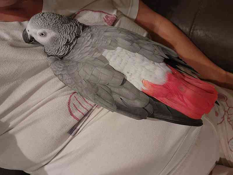 Prodám papouška šedého. - foto 2
