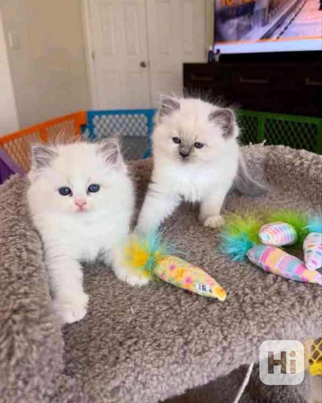 ragdoll koťata  - foto 1