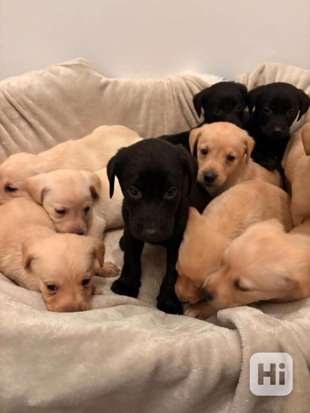 Prodám labradorského retrívra - foto 1