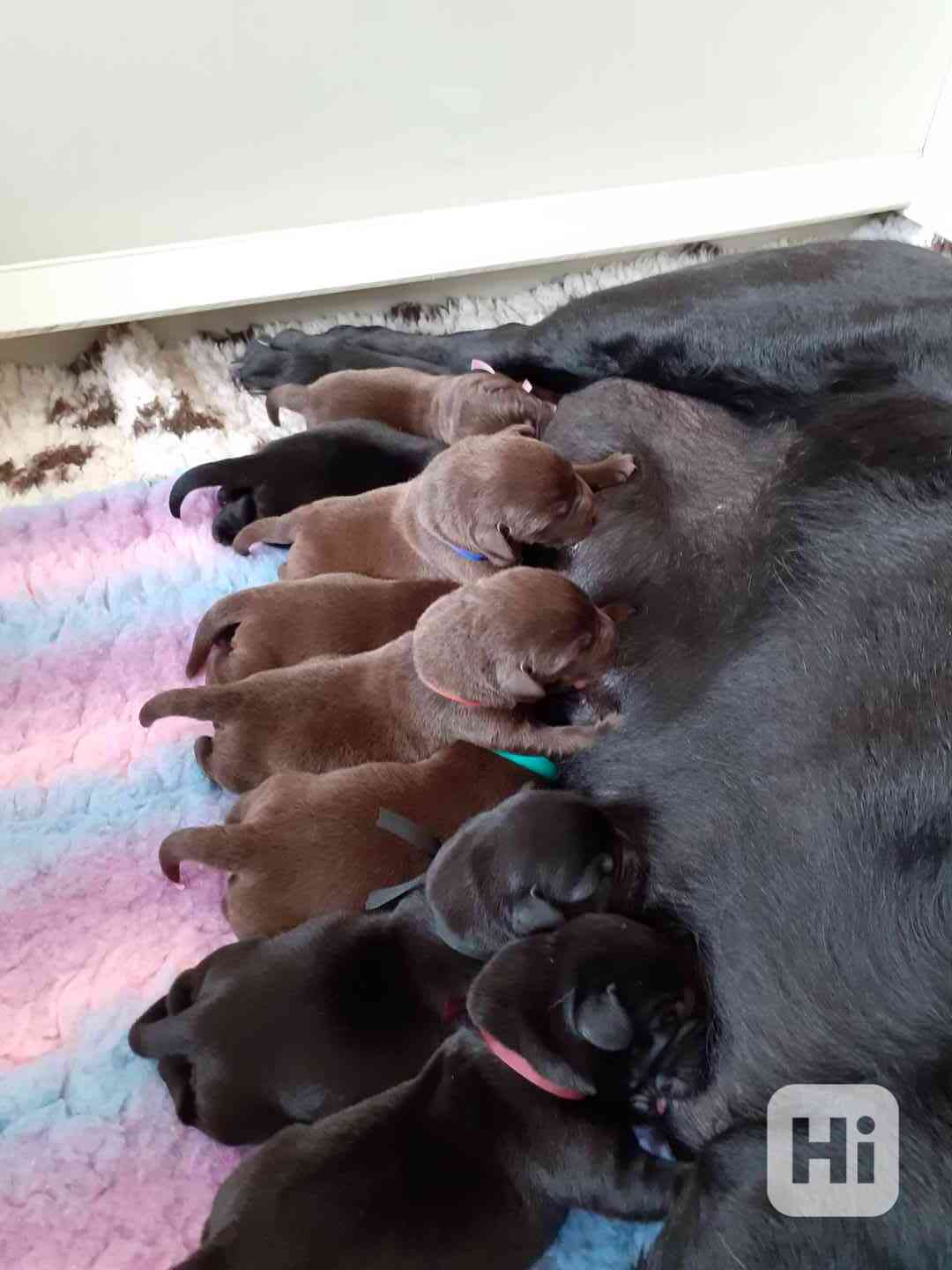Černá a čokoládová štěňátka labradora s PP - foto 1