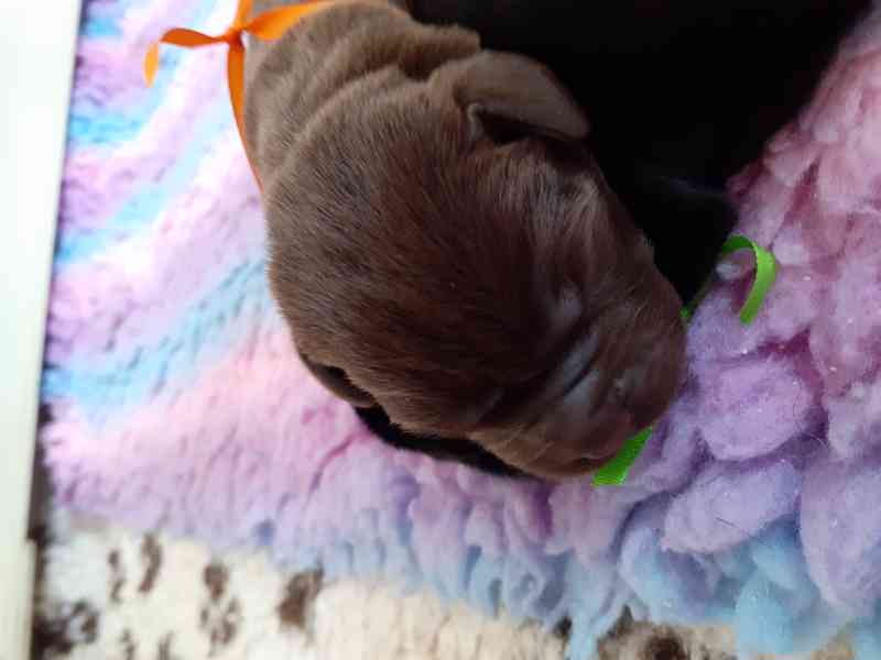 Černá a čokoládová štěňátka labradora s PP - foto 3