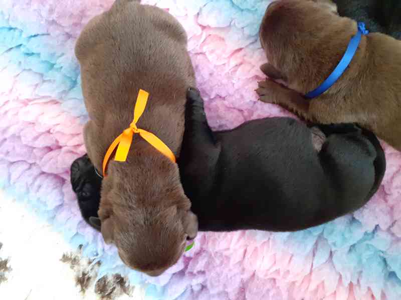 Černá a čokoládová štěňátka labradora s PP - foto 4