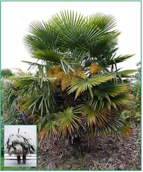 Palma Trachycarpus Fortunei - naklíčená semena