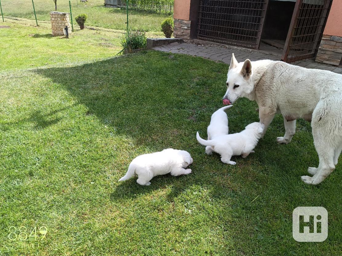 prodej štěňat bílého švýcarského ovčáka - foto 1