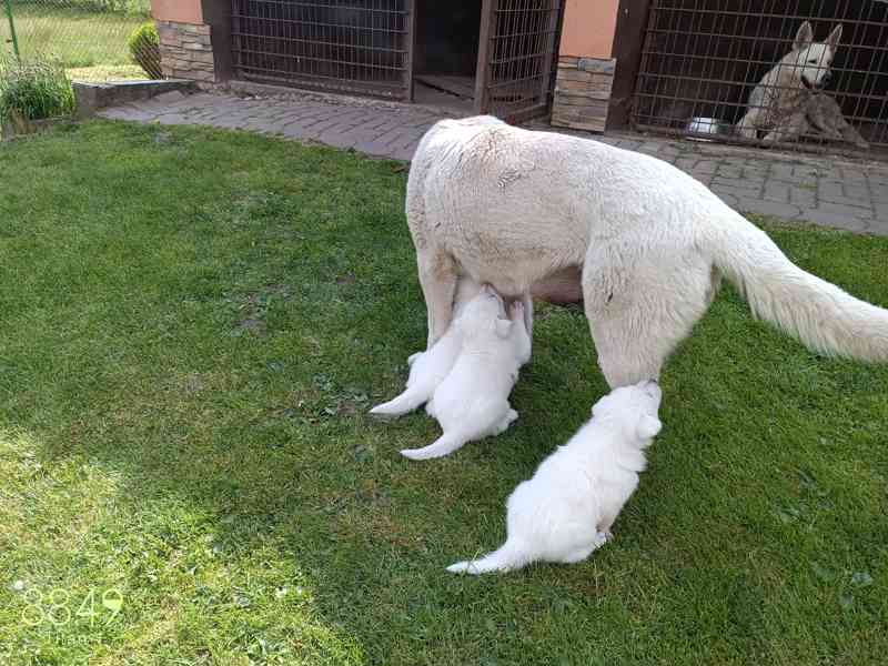 prodej štěňat bílého švýcarského ovčáka - foto 3