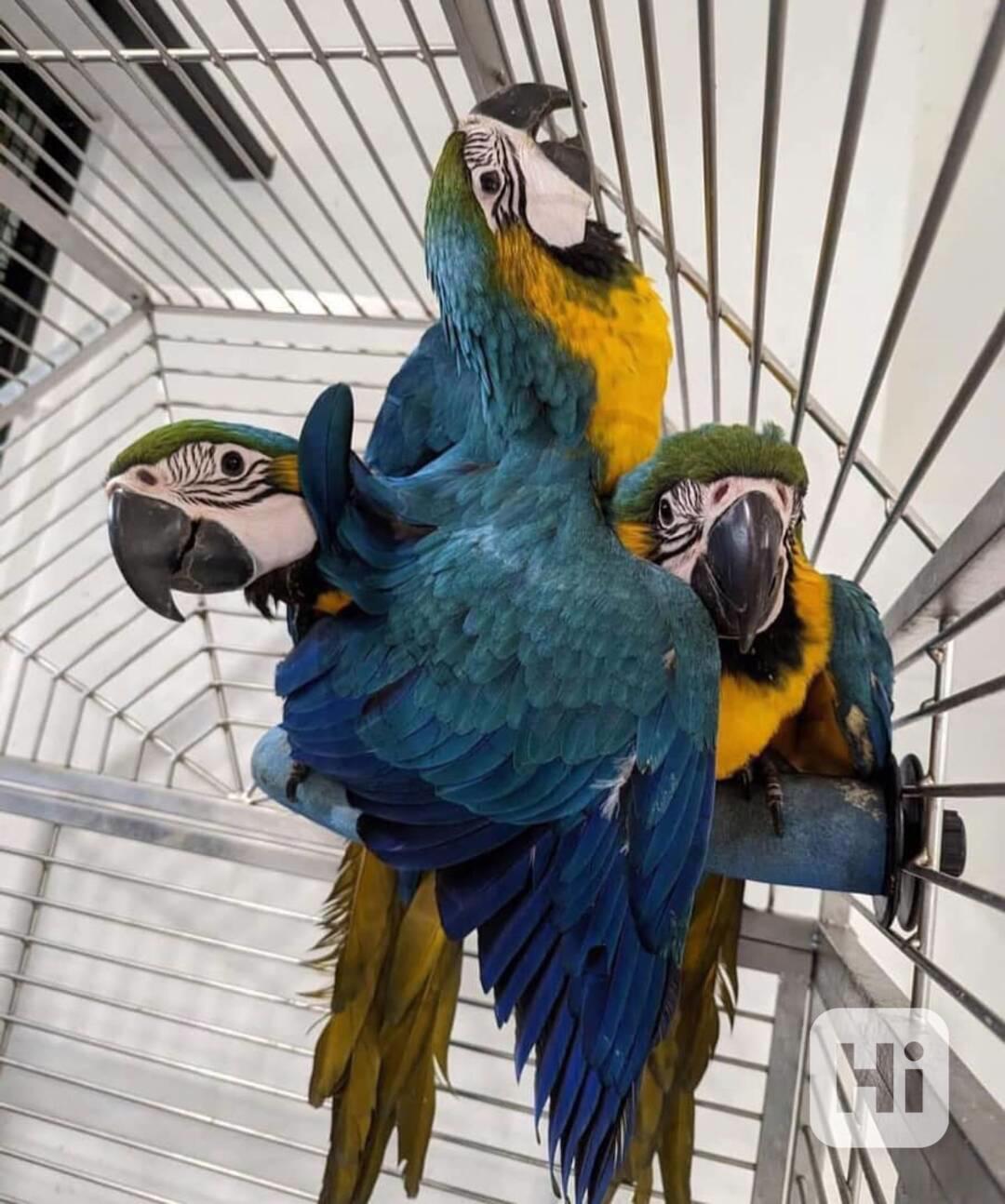 🦜 Ara na prodej - foto 1