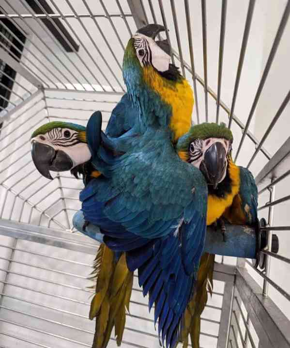 🦜 Ara na prodej - foto 1