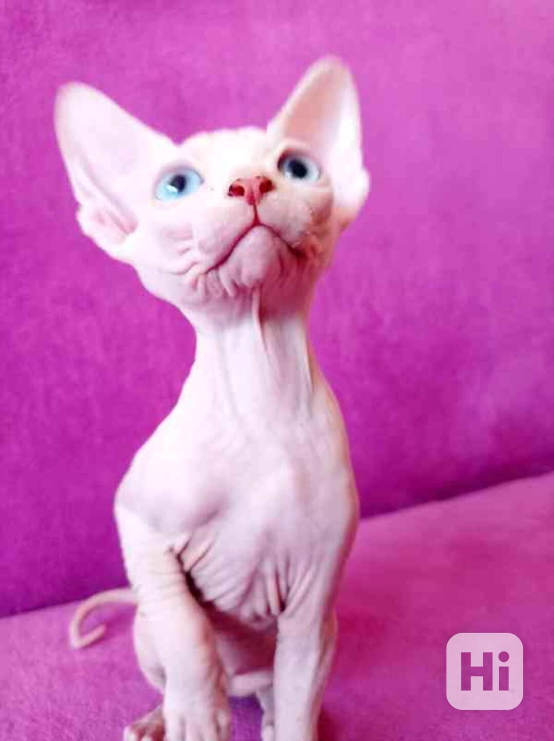 Koťata Sphynx - foto 1