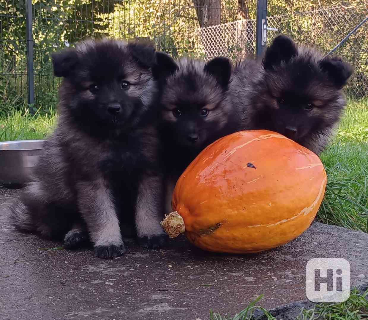 Německý špic vlčí / keeshond prodám štěňata s PP - foto 1