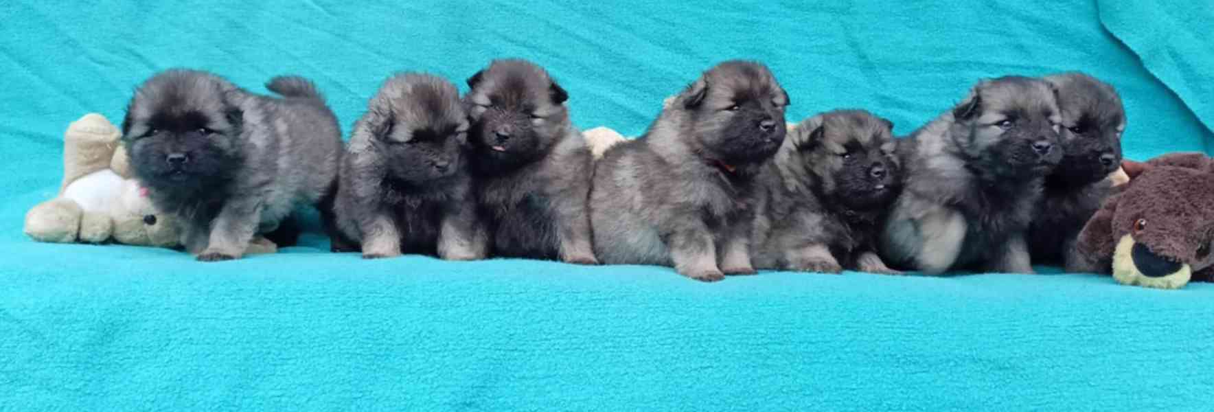 Německý špic vlčí / keeshond prodám štěňata s PP - foto 15