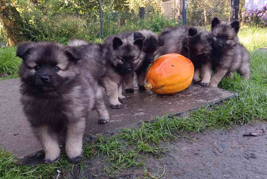 Německý špic vlčí / keeshond prodám štěňata s PP - foto 6