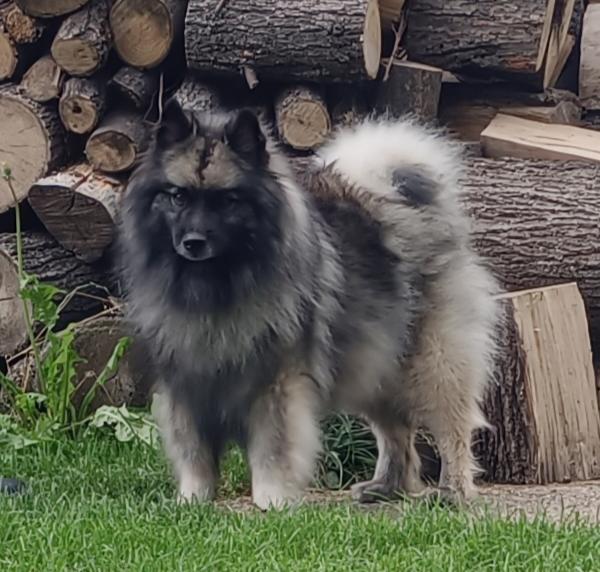 Německý špic vlčí / keeshond prodám štěňata s PP - foto 8