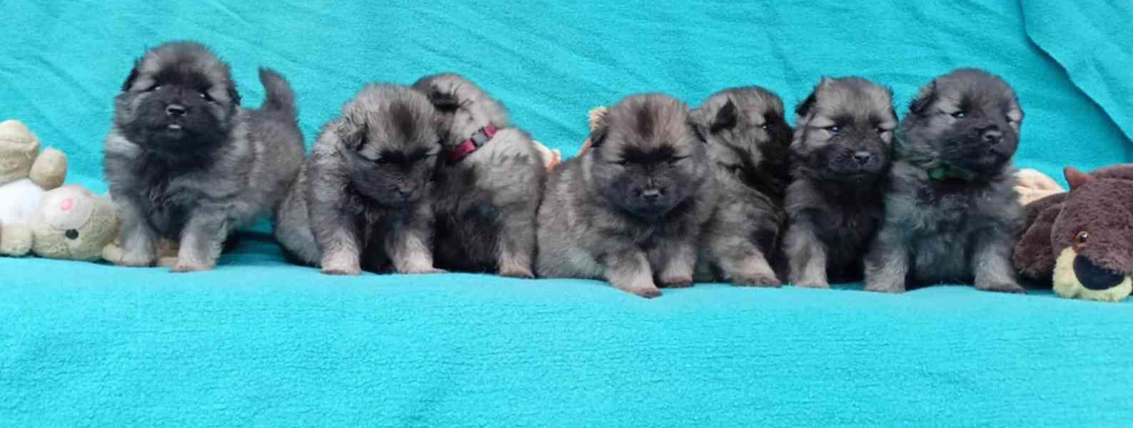 Německý špic vlčí / keeshond prodám štěňata s PP - foto 13