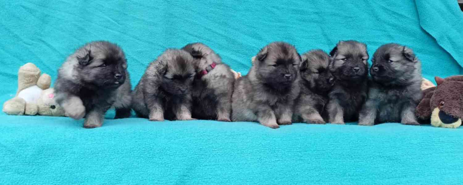 Německý špic vlčí / keeshond prodám štěňata s PP - foto 14