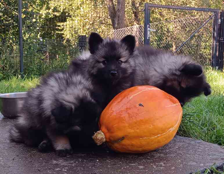 Německý špic vlčí / keeshond prodám štěňata s PP - foto 3